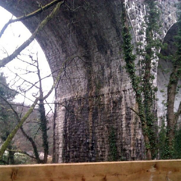 LOW ANGLE VIEW OF TREES IN THE FOREST