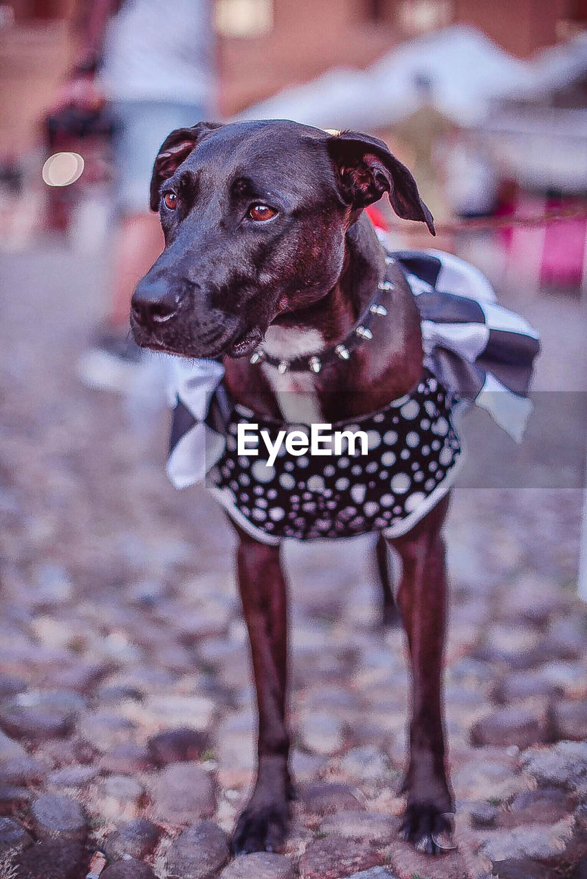 Close-up of dog looking away