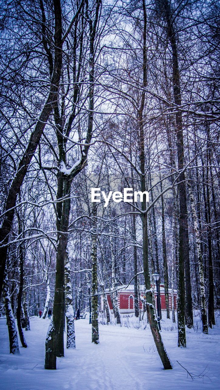 BARE TREES ON SNOW COVERED LANDSCAPE AGAINST SKY