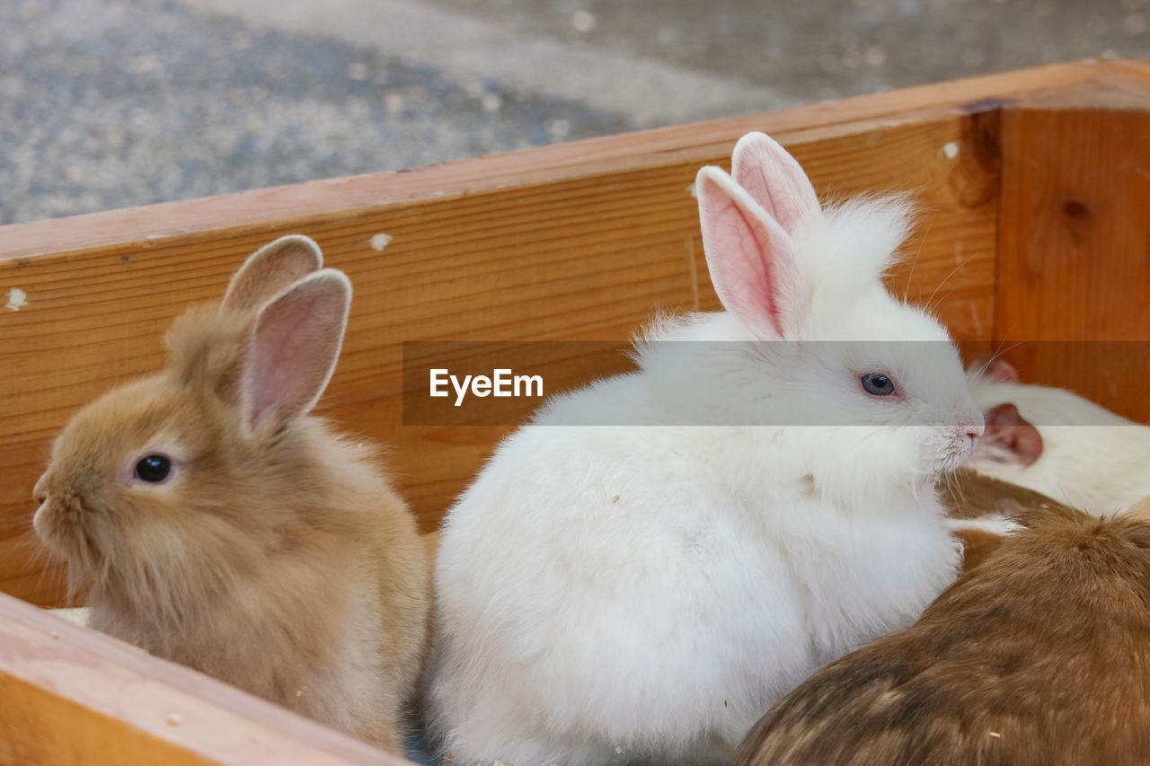 HIGH ANGLE VIEW OF WHITE RABBIT ON WOOD