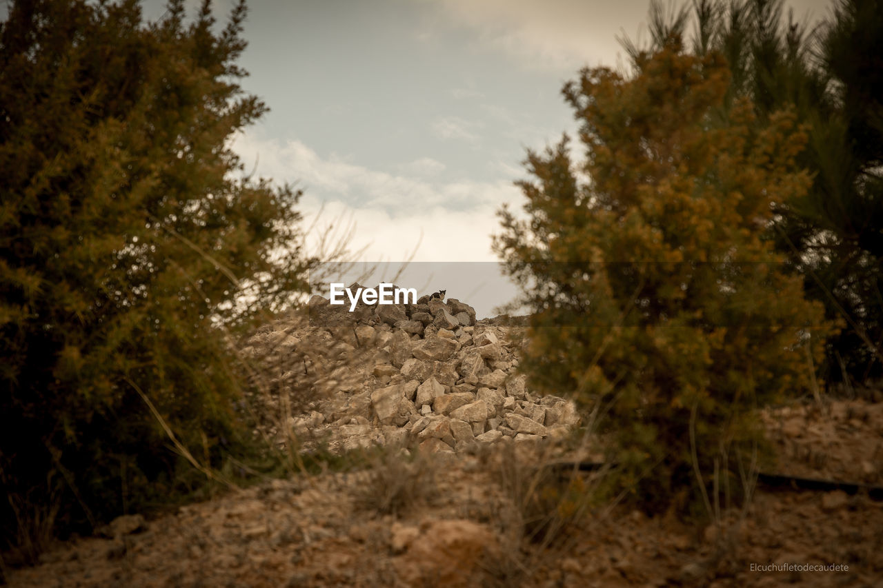 TREES GROWING IN FOREST AGAINST SKY