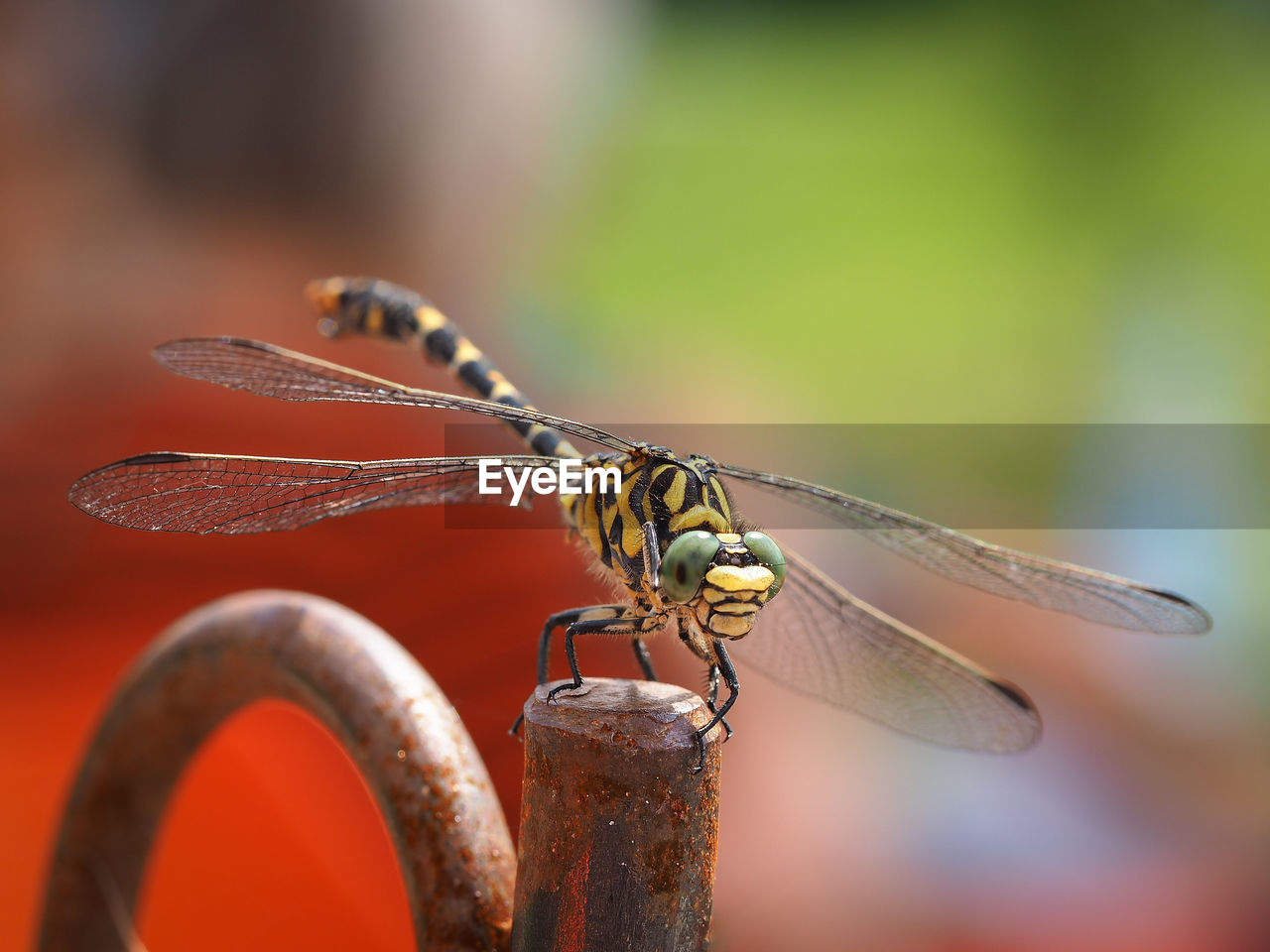 Close-up of dragonfly on rusty iron