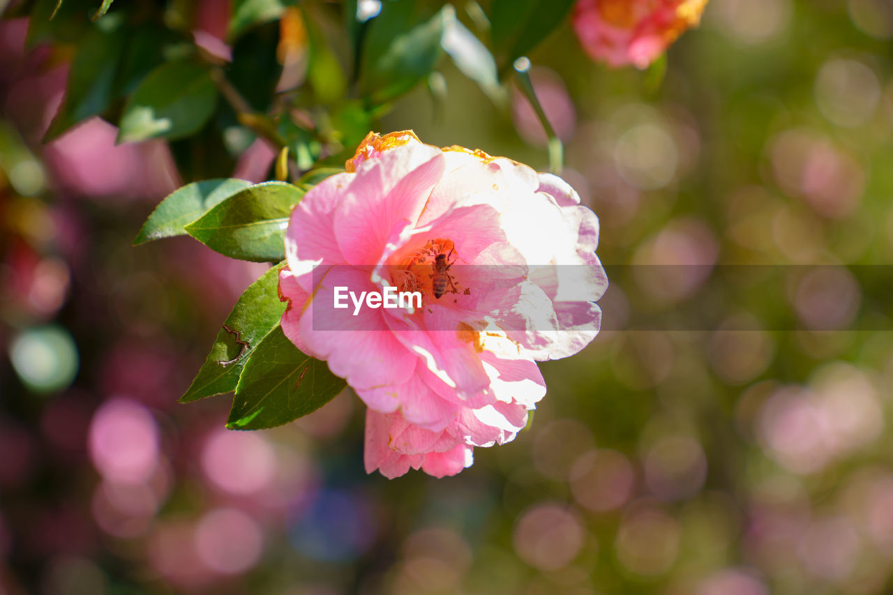 plant, flower, flowering plant, blossom, beauty in nature, freshness, pink, nature, petal, close-up, flower head, fragility, springtime, macro photography, inflorescence, growth, tree, no people, plant part, leaf, outdoors, branch, focus on foreground, multi colored, summer, rose, environment, sunlight