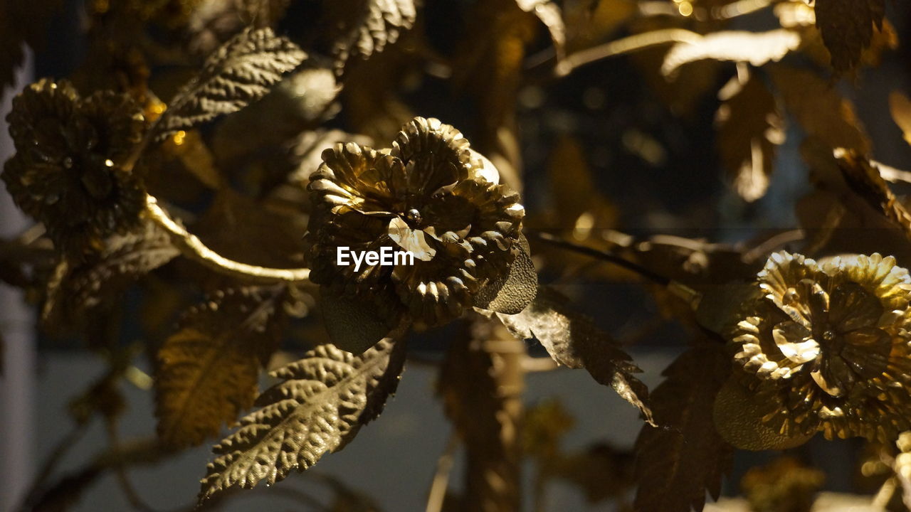 Close-up of wilted flower plant