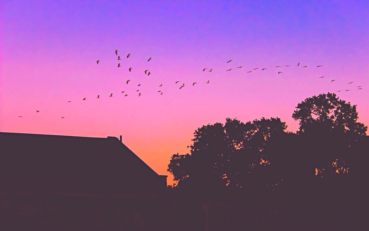 LOW ANGLE VIEW OF BIRDS FLYING OVER THE SKY