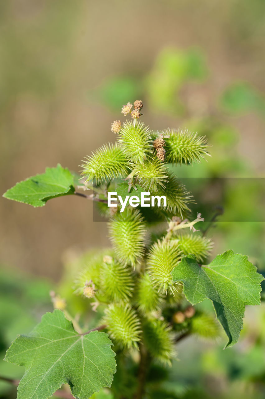 plant, green, leaf, plant part, nature, growth, no people, flower, beauty in nature, close-up, day, tree, focus on foreground, outdoors, food, food and drink, freshness, environment, land, produce, fruit, macro photography, botany, selective focus, healthy eating