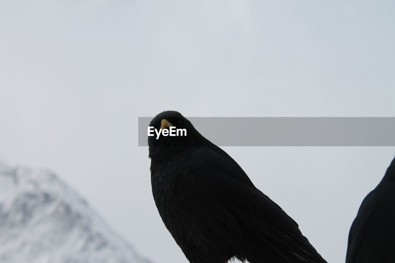 LOW ANGLE VIEW OF BIRD PERCHING ON A SKY