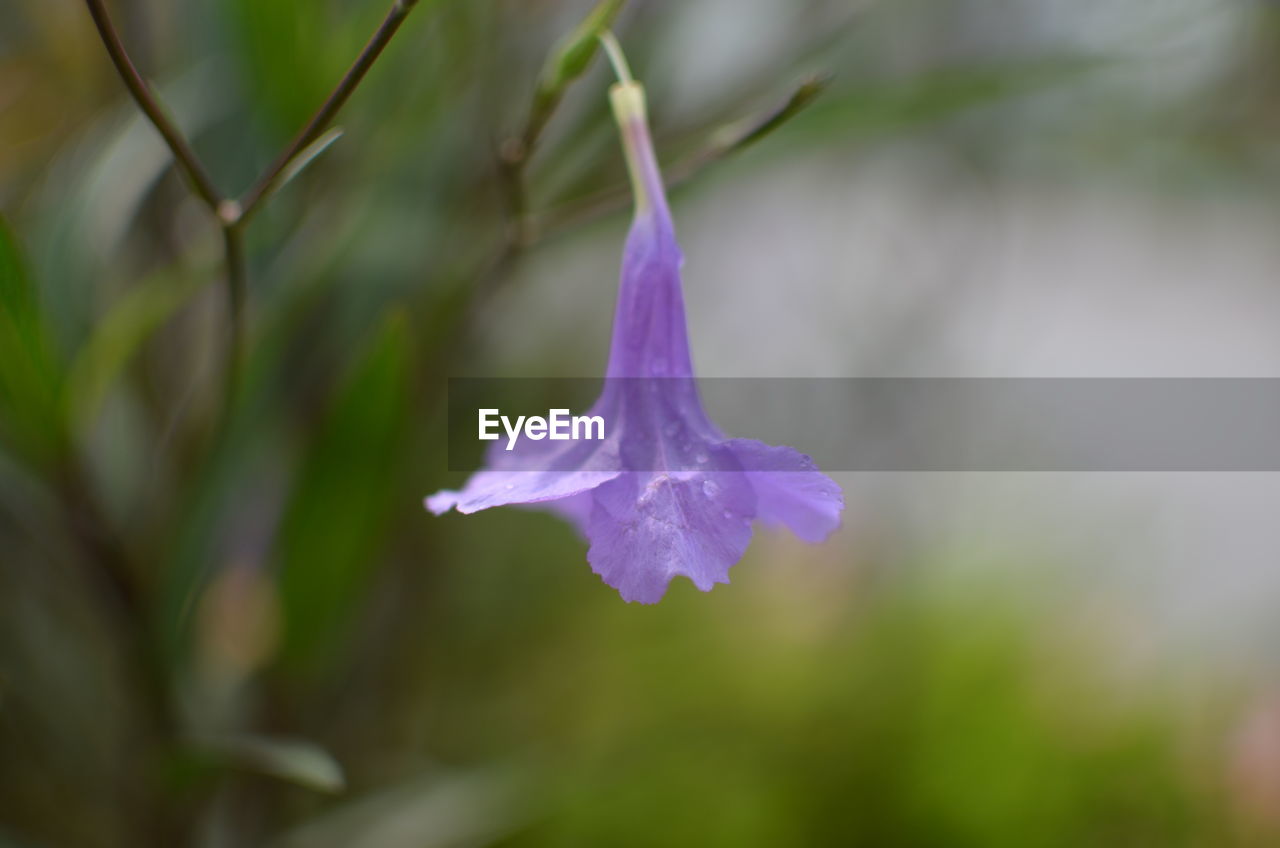 CLOSE-UP OF PURPLE FLOWERING PLANTS