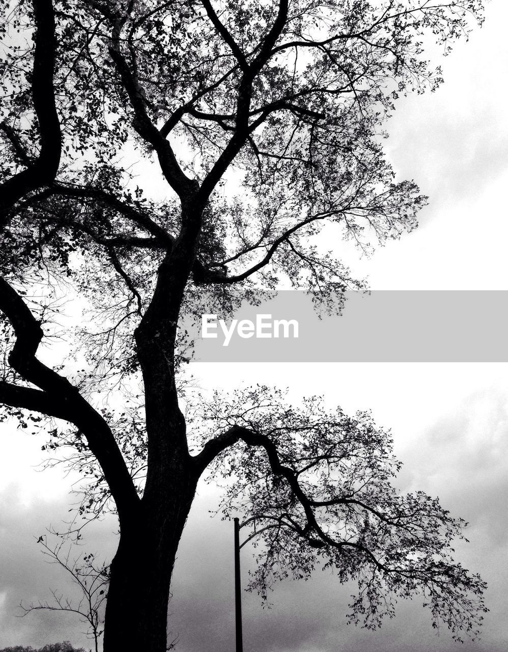 LOW ANGLE VIEW OF BARE TREES AGAINST SKY