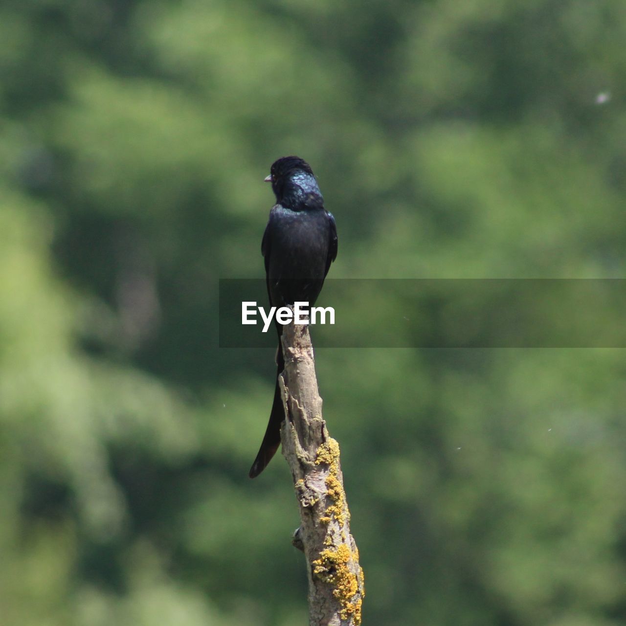 Close-up of bird perching on branch