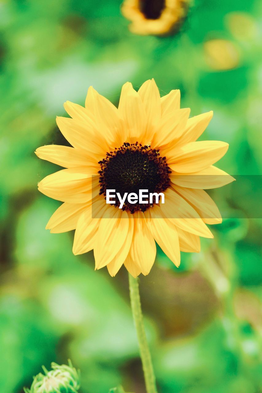 Close-up of yellow flower