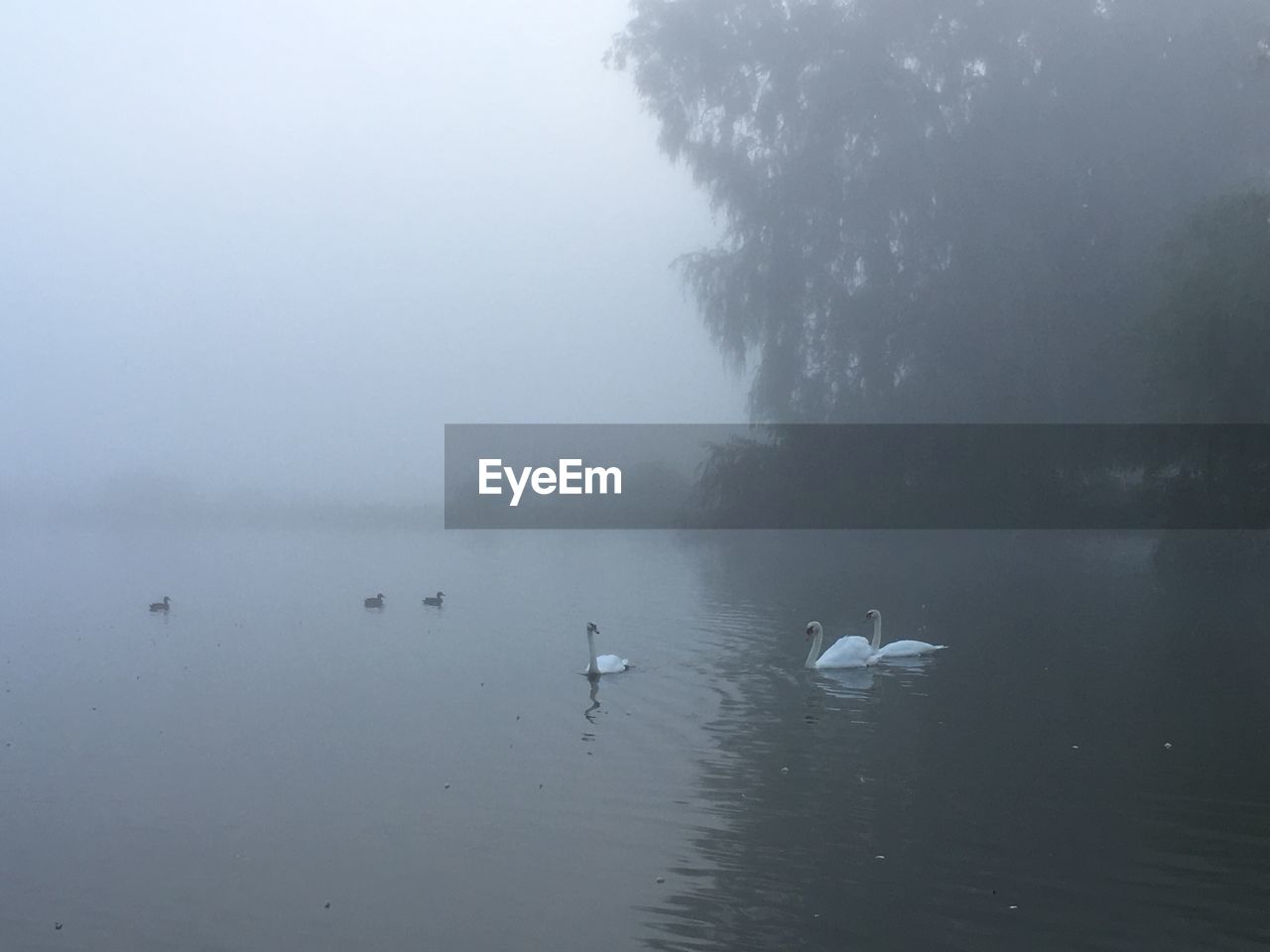 SWANS SWIMMING IN LAKE