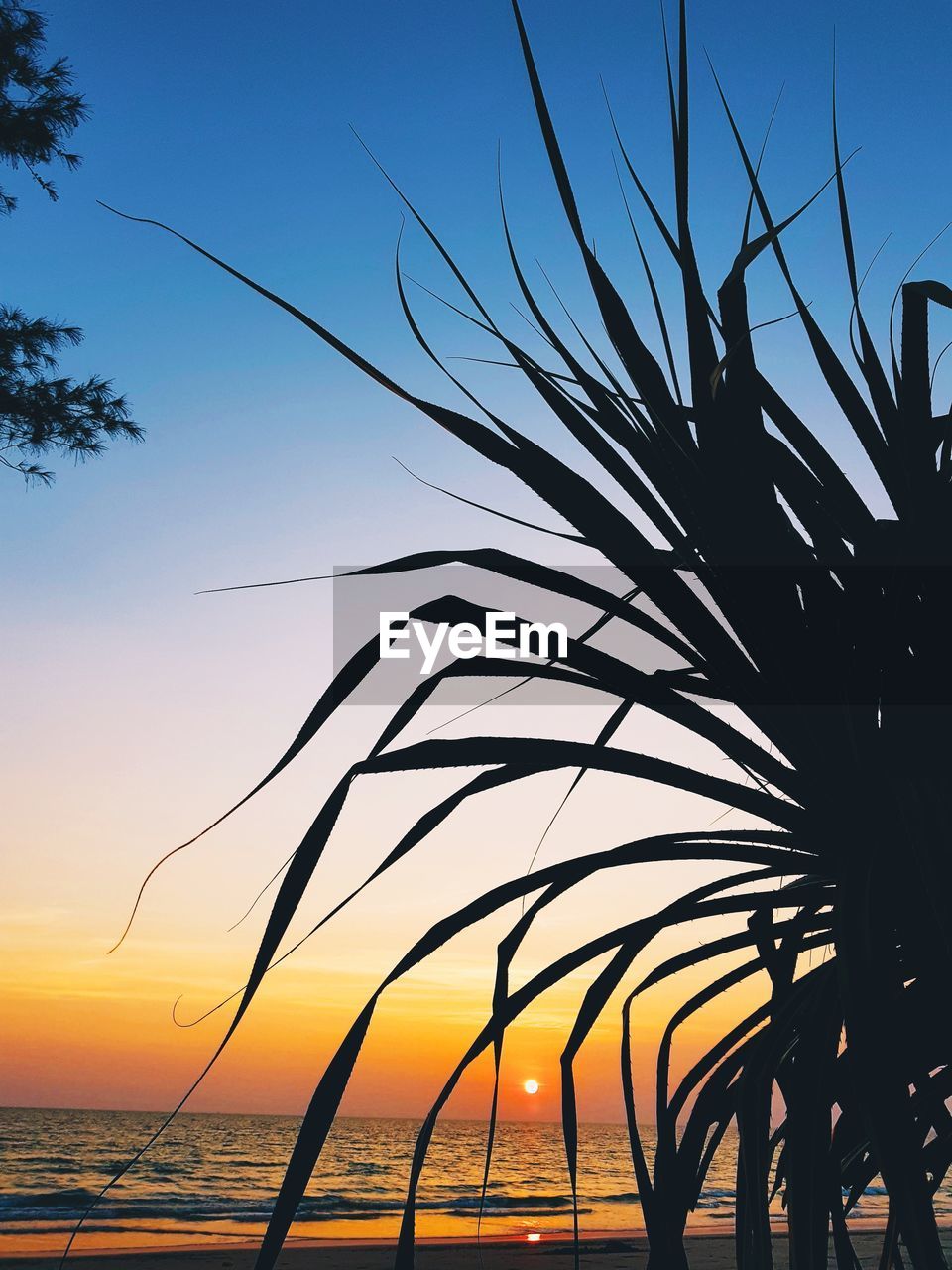 SILHOUETTE PLANTS AGAINST SKY DURING SUNSET