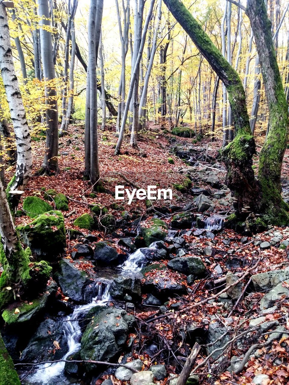 Close-up of trees in forest during autumn