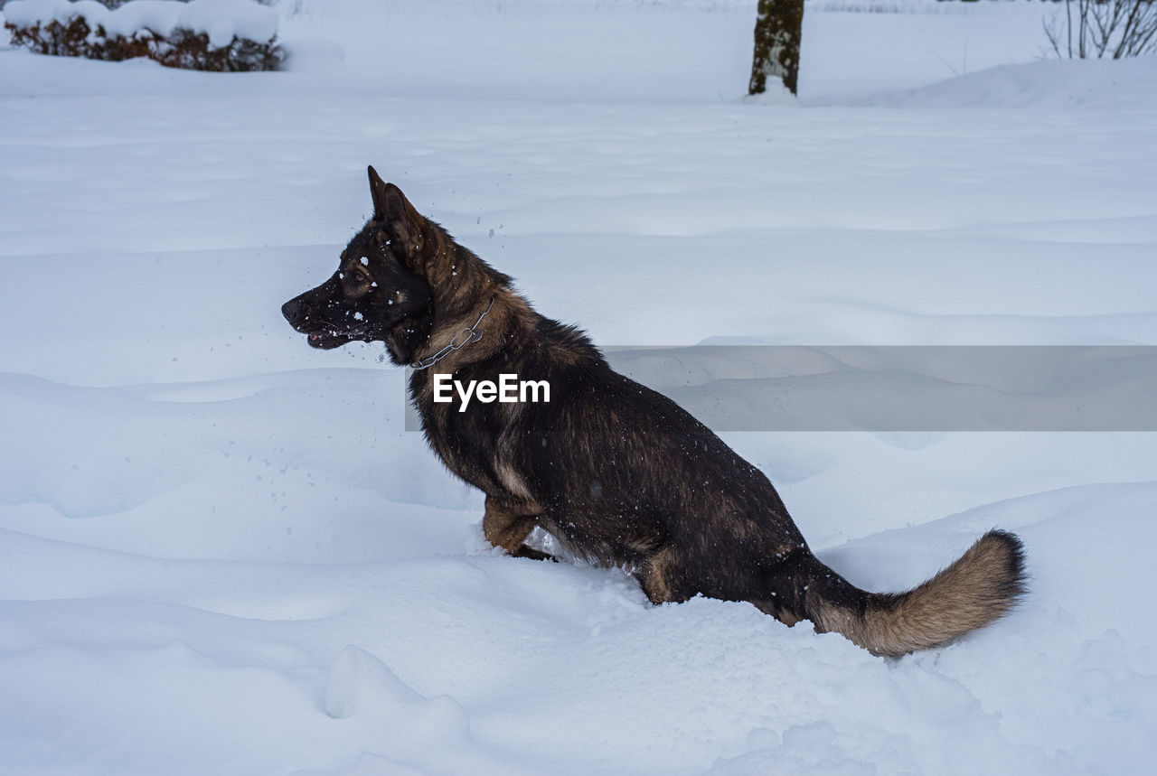 CLOSE-UP OF A DOG ON SNOW COVERED FIELD