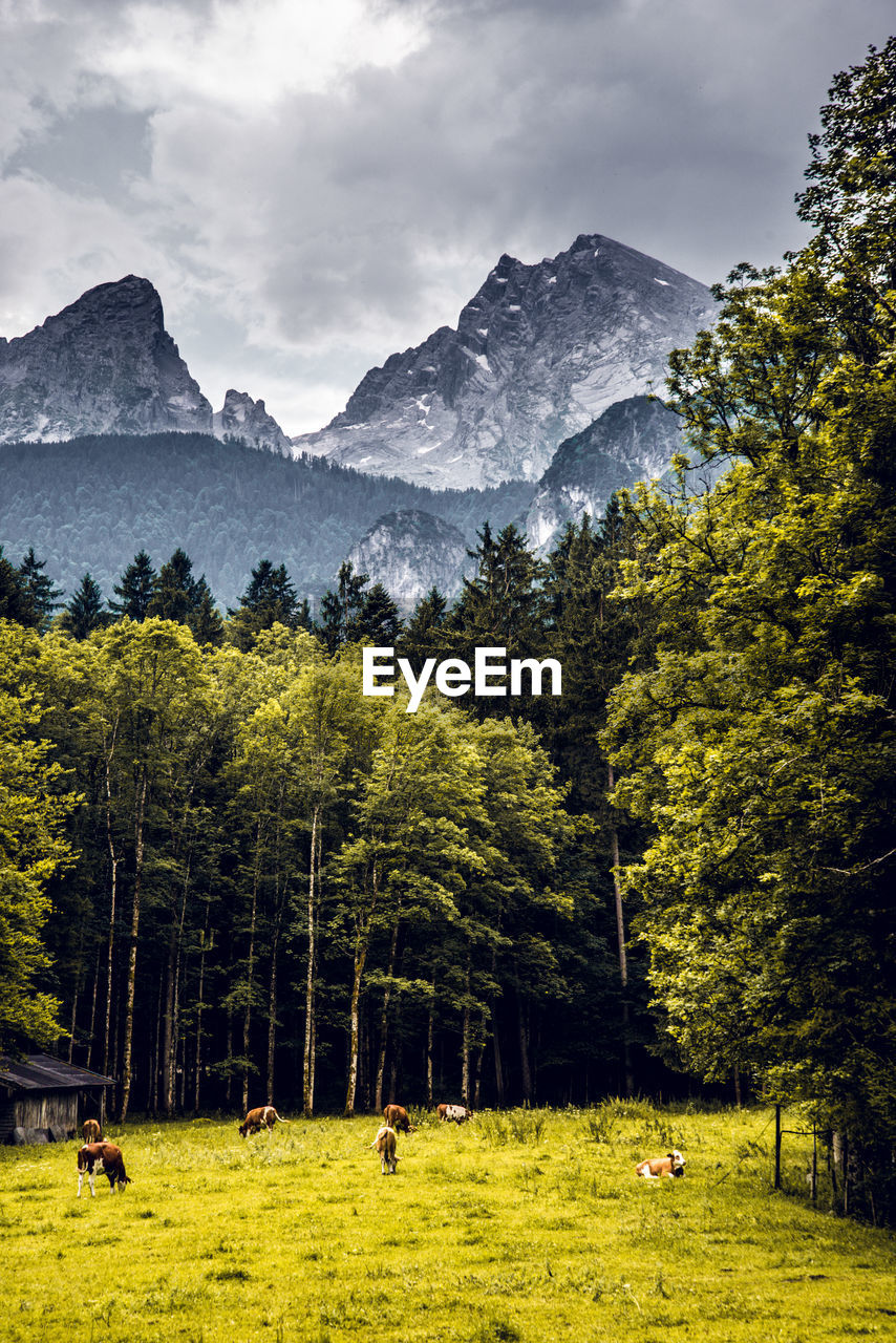 Trees on landscape against mountains