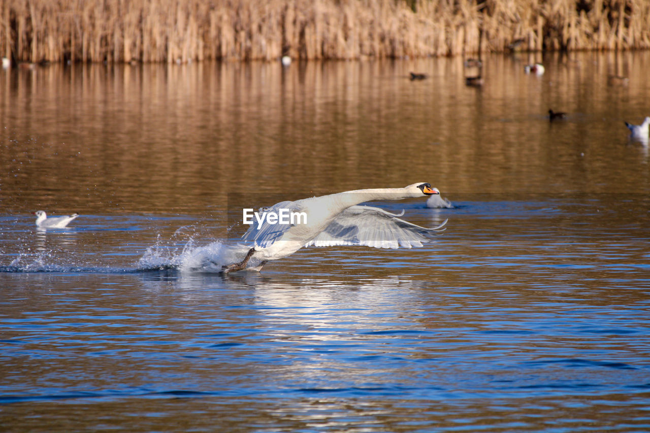 animal themes, animal, water, animal wildlife, wildlife, bird, reflection, water bird, lake, one animal, flying, nature, no people, ducks, geese and swans, duck, waterfront, day, beauty in nature, spread wings, swimming, outdoors