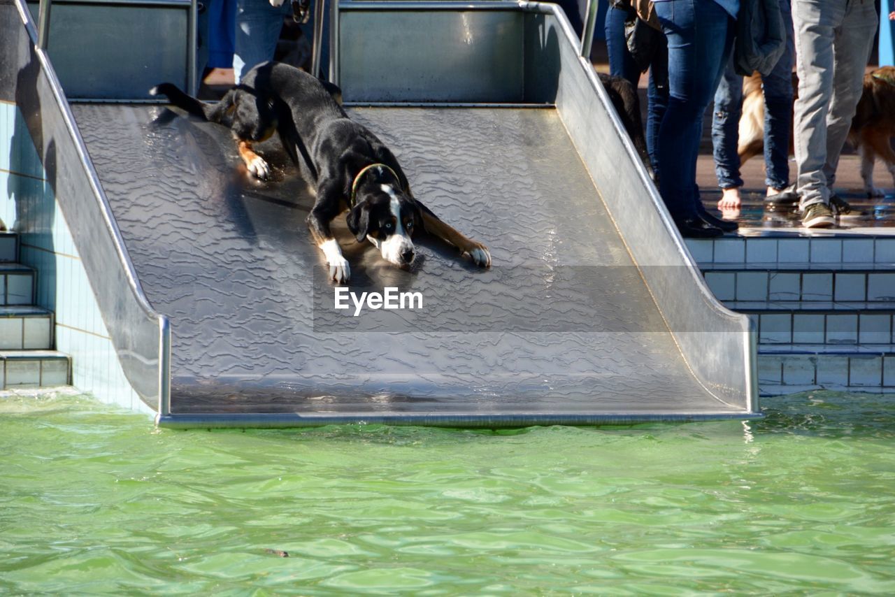 Dog on water slide