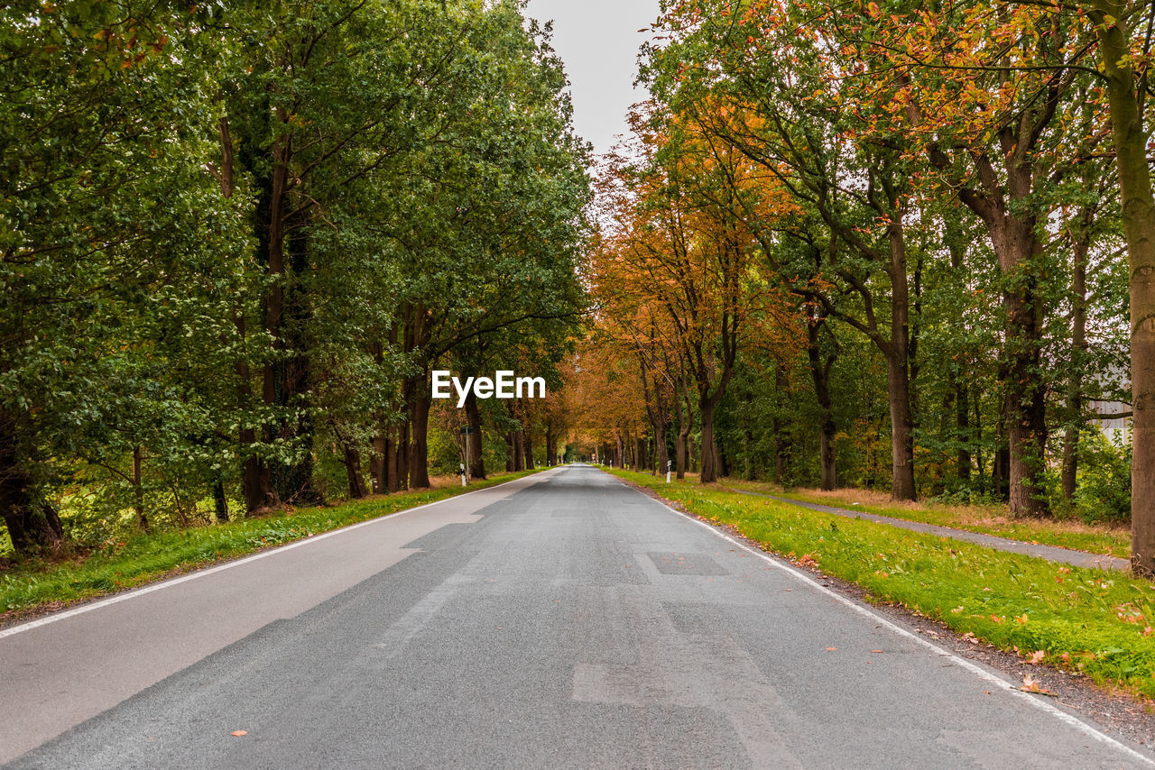 Country road amidst trees during autumn