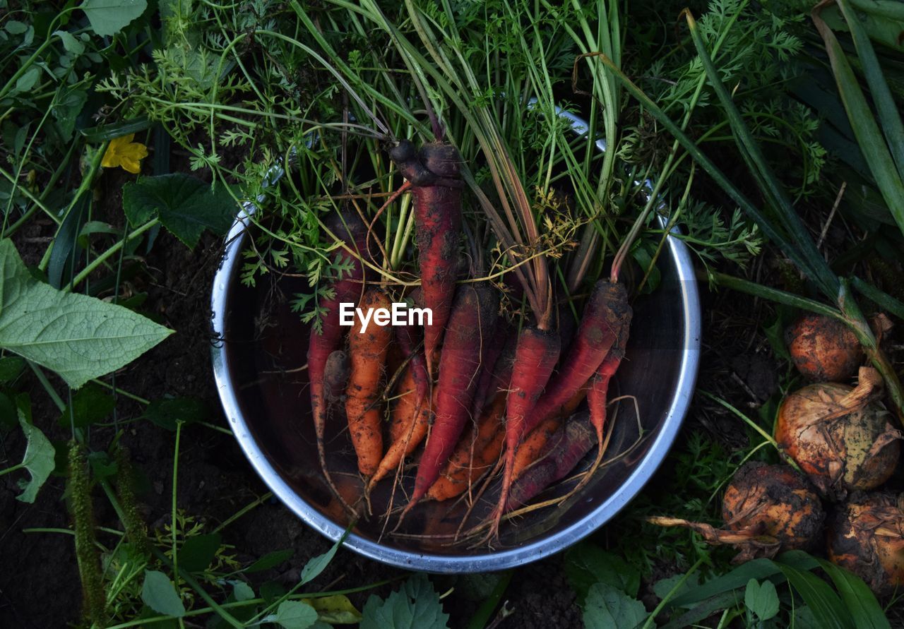 HIGH ANGLE VIEW OF FOOD ON GRASS