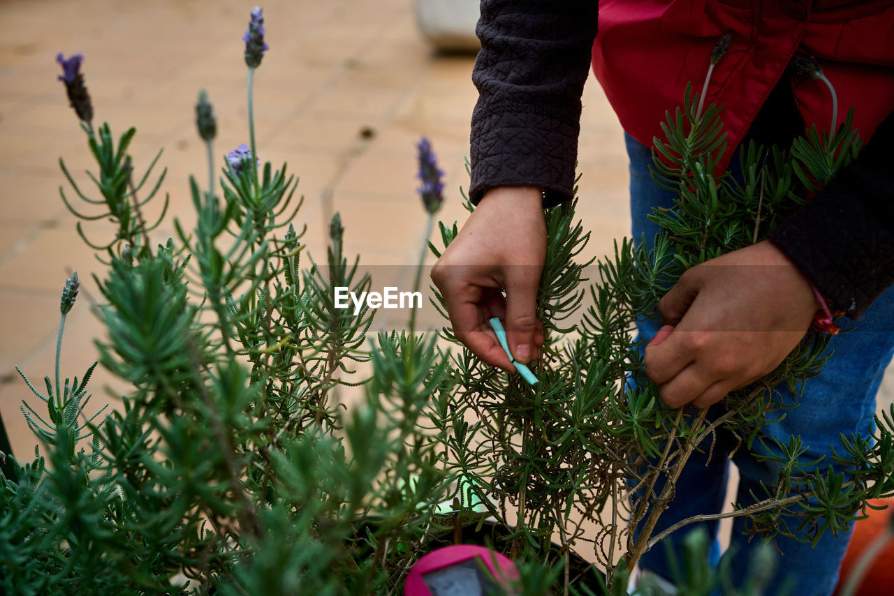 Girl putting fertilizer for potted plants in early spring