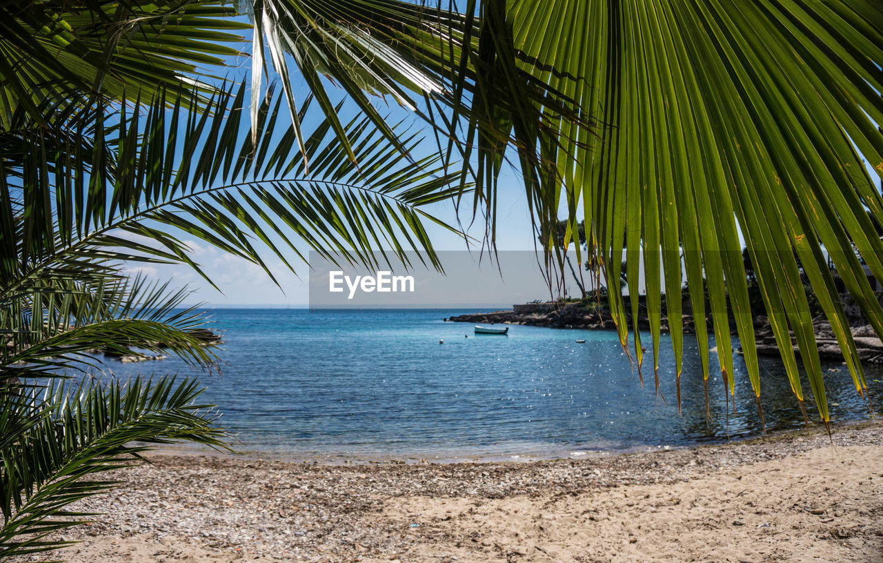 PALM TREES AT BEACH