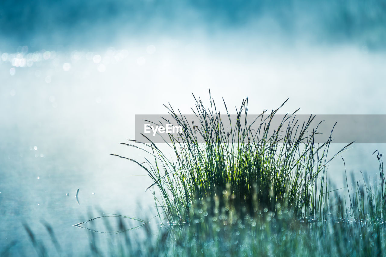 A beautiful spring sunrise mist over the flooded wetlands. warm spring scenery of swamp with grass.