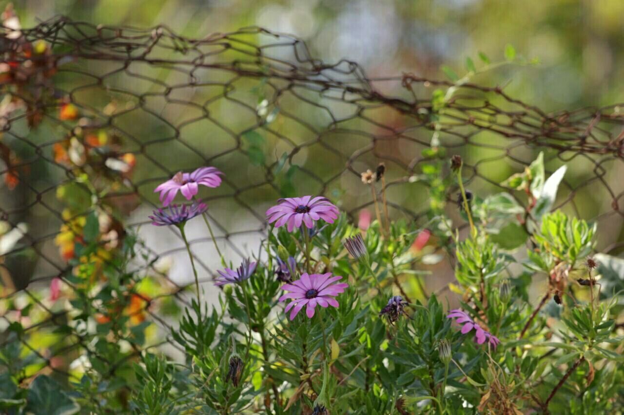 Flowers growing by chainlink fence outdoors