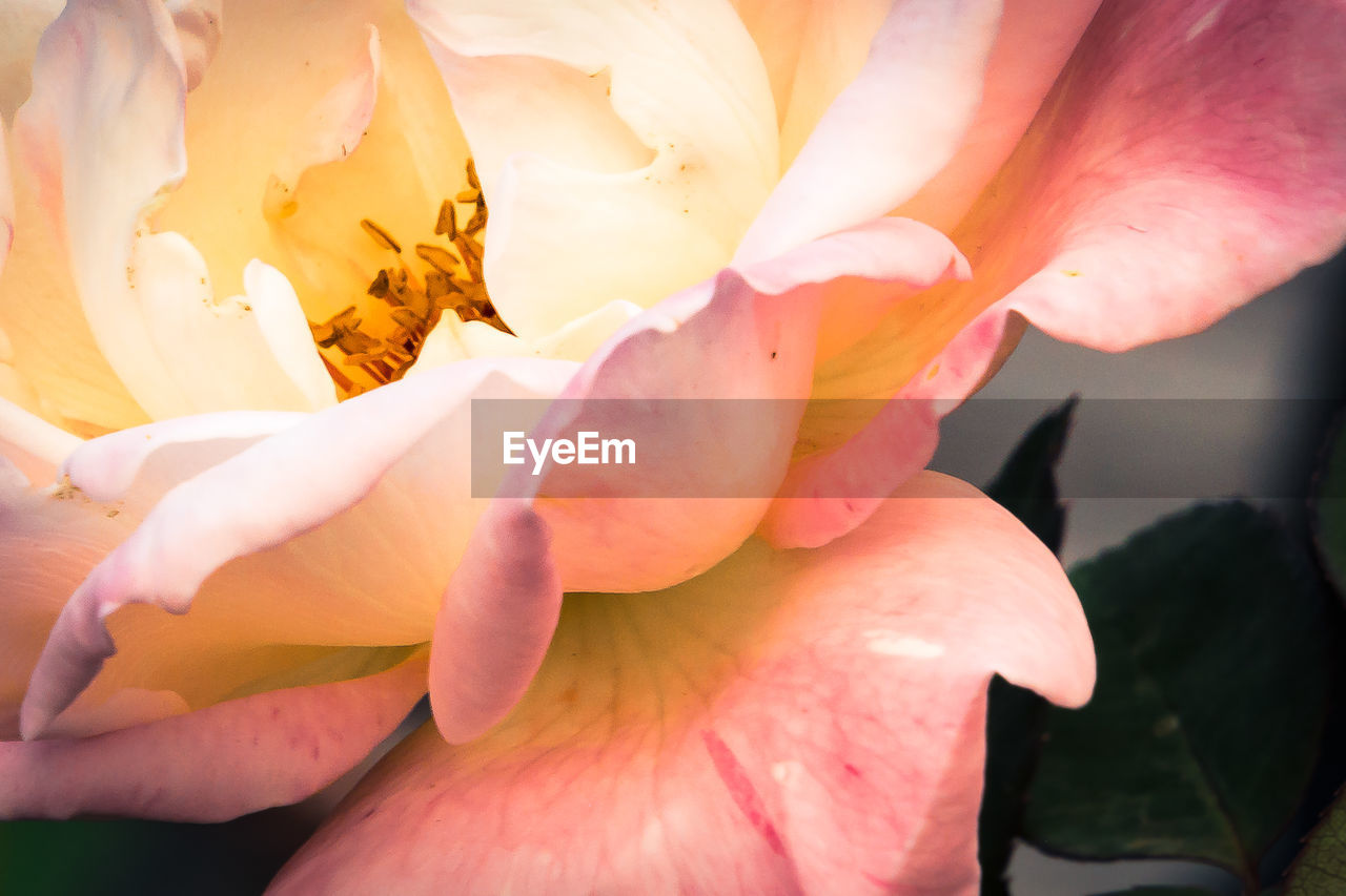 CLOSE-UP OF ROSE FLOWER