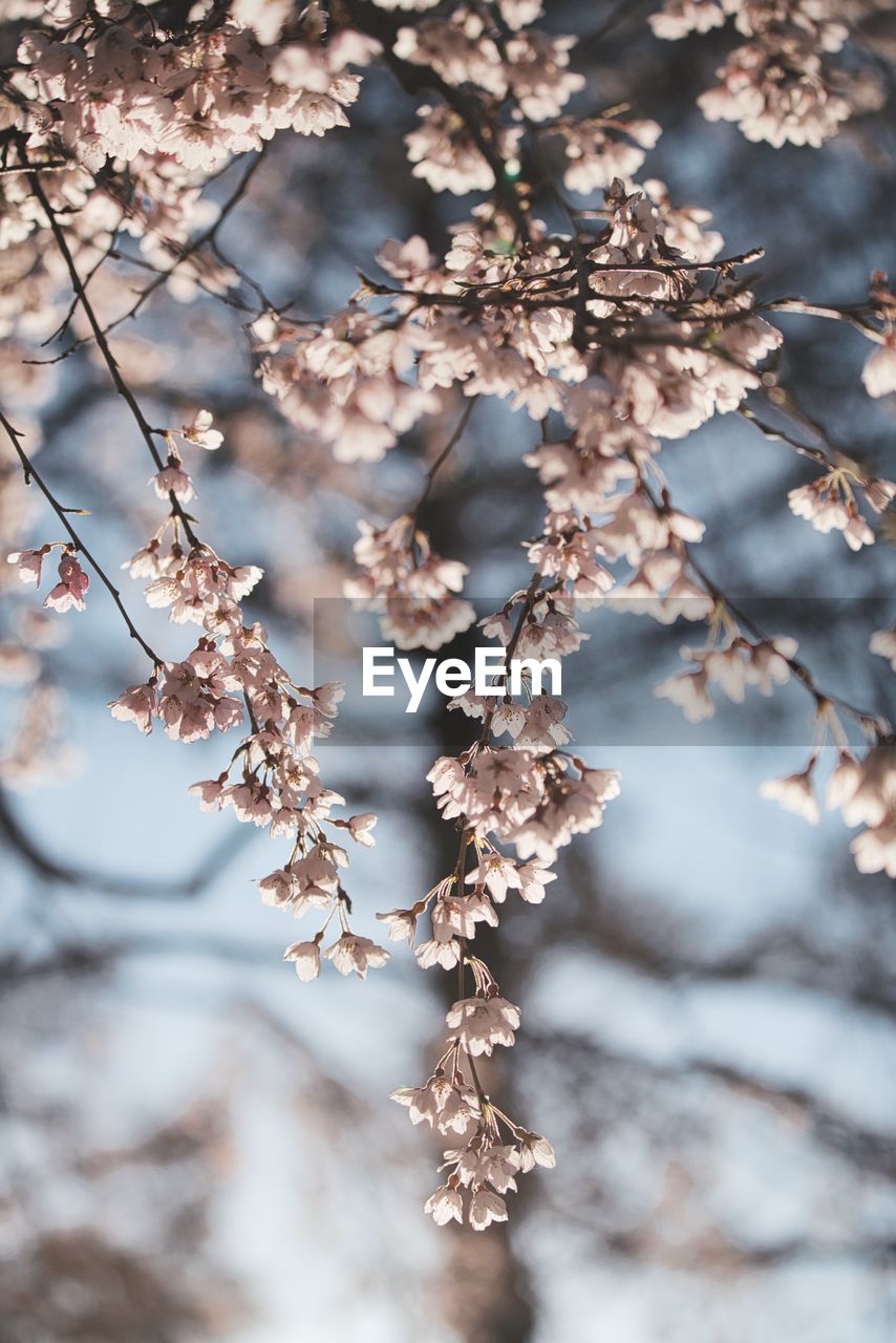 Close-up of cherry blossom tree during winter