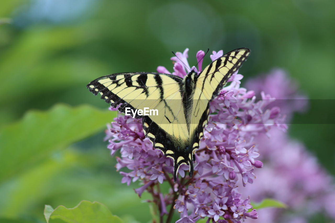 CLOSE-UP OF BUTTERFLY ON PURPLE FLOWER