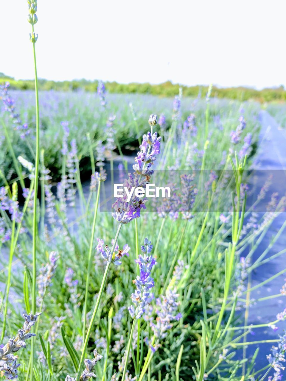 CLOSE-UP OF FLOWERS BLOOMING ON FIELD AGAINST CLEAR SKY