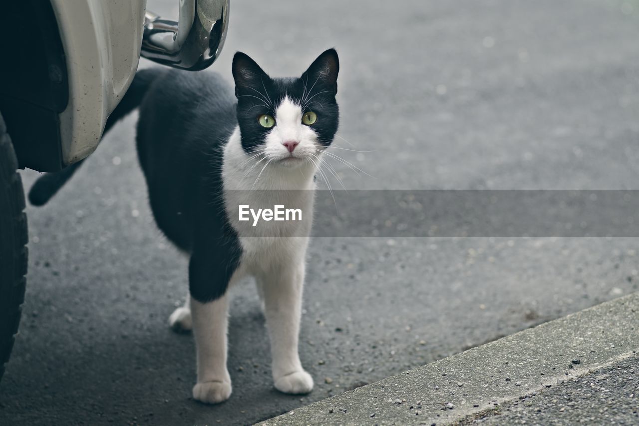 pet, mammal, animal themes, animal, domestic animals, cat, domestic cat, one animal, feline, whiskers, white, felidae, street, small to medium-sized cats, looking at camera, city, portrait, road, transportation, black, carnivore, animal body part, no people, day, wheel, standing, focus on foreground