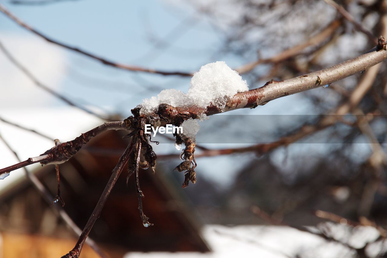 CLOSE-UP OF FROZEN PLANT ON TREE