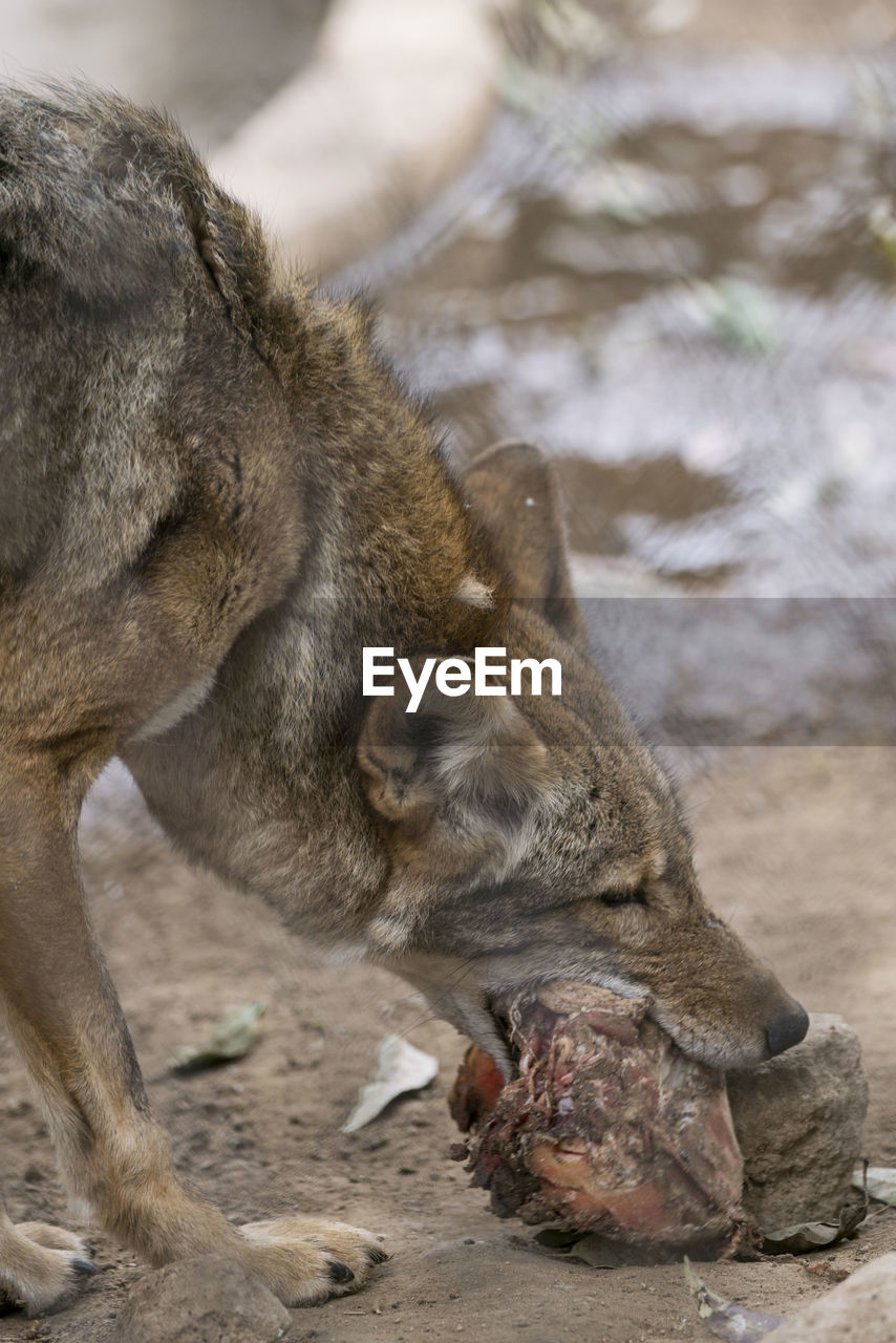 Close-up of coyote