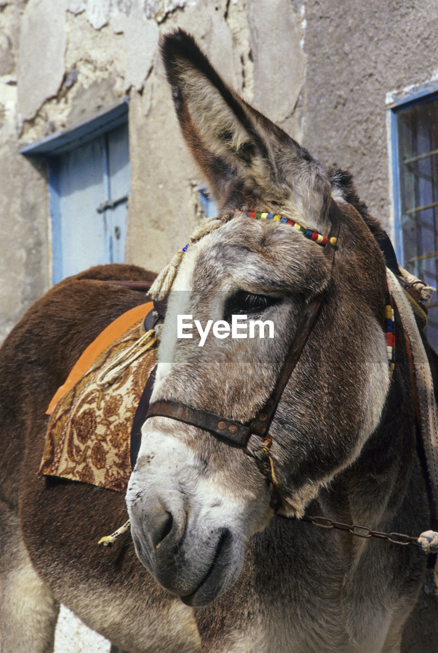 CLOSE-UP OF HORSE IN PEN