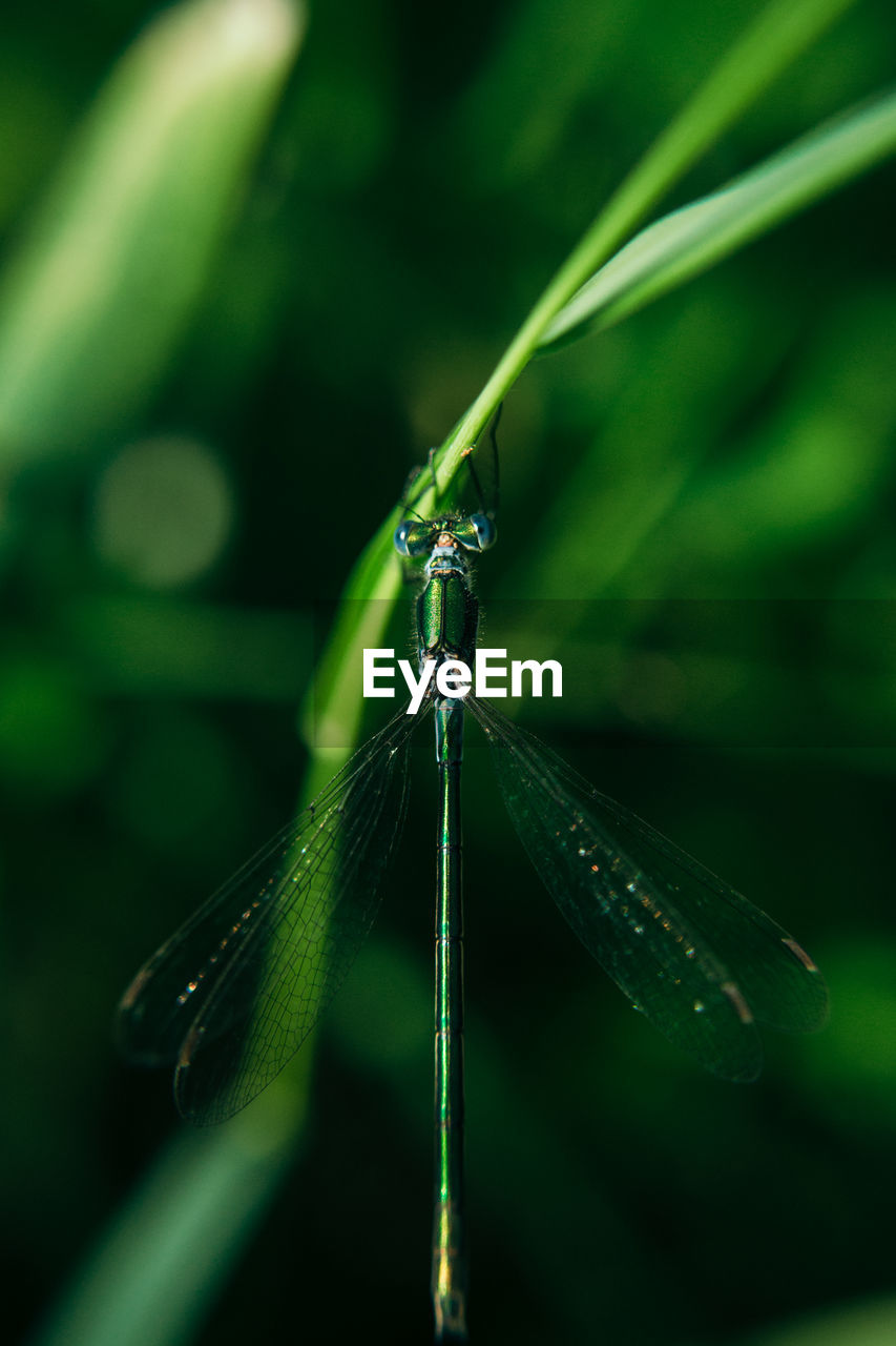 CLOSE-UP OF INSECT ON LEAF