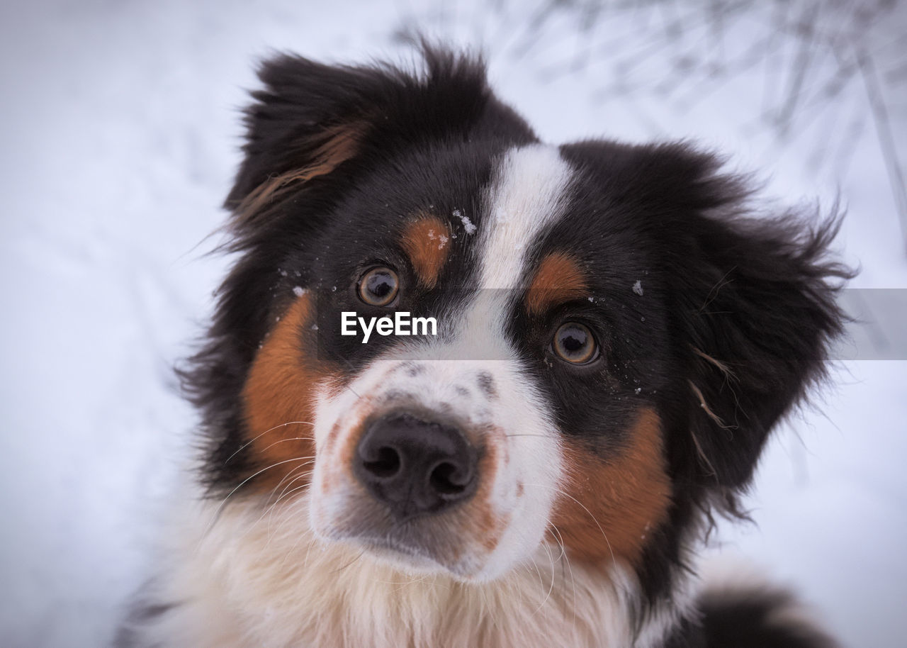 Close-up portrait of dog