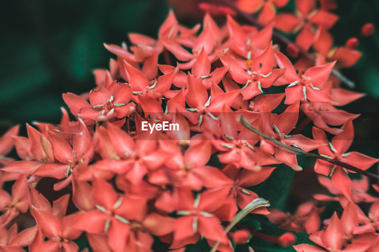 Close-up of ixora flowers