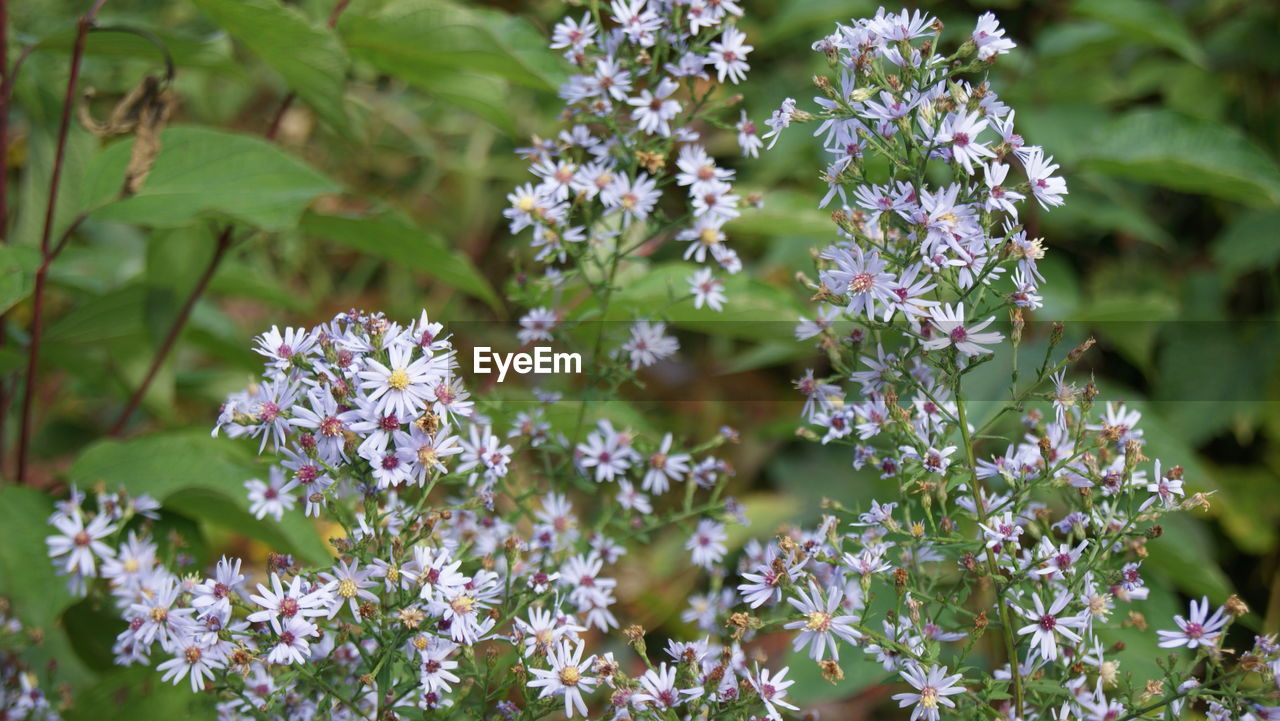 PURPLE FLOWERS BLOOMING OUTDOORS