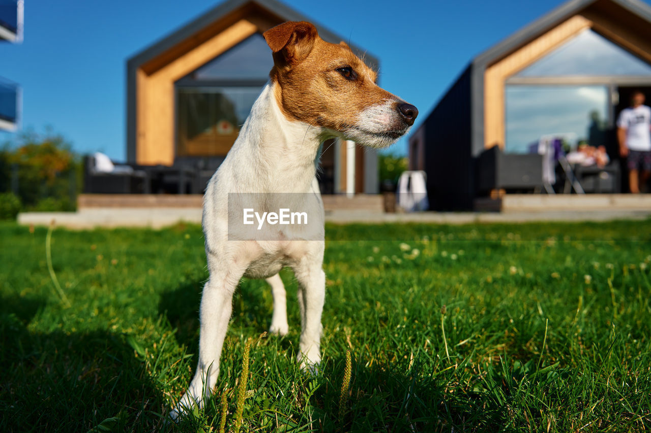 dog, mammal, animal themes, pet, domestic animals, animal, one animal, grass, canine, architecture, building exterior, front or back yard, built structure, plant, carnivore, house, building, nature, lawn, residential district, focus on foreground, no people, sky, outdoors, looking, day, standing, sunlight, cute