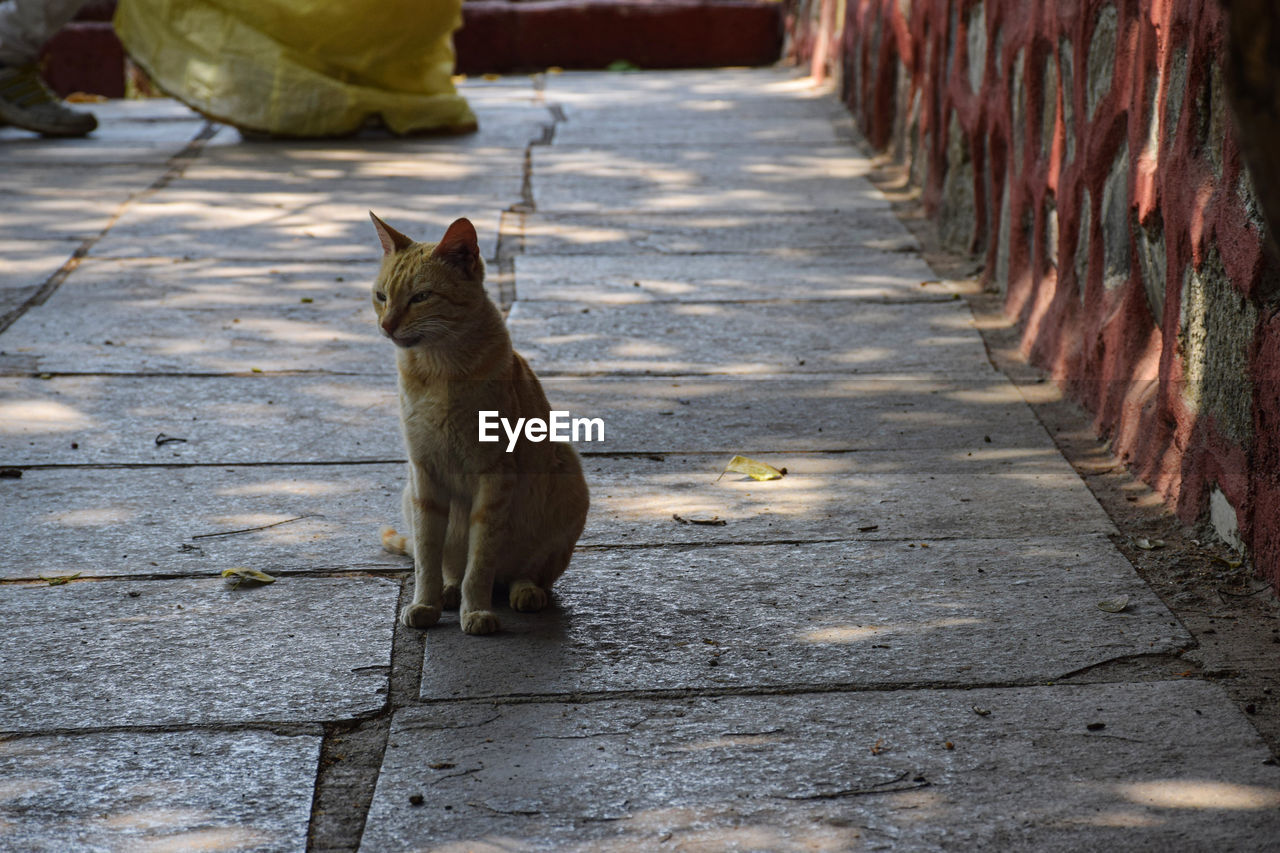 CAT SITTING ON ROAD