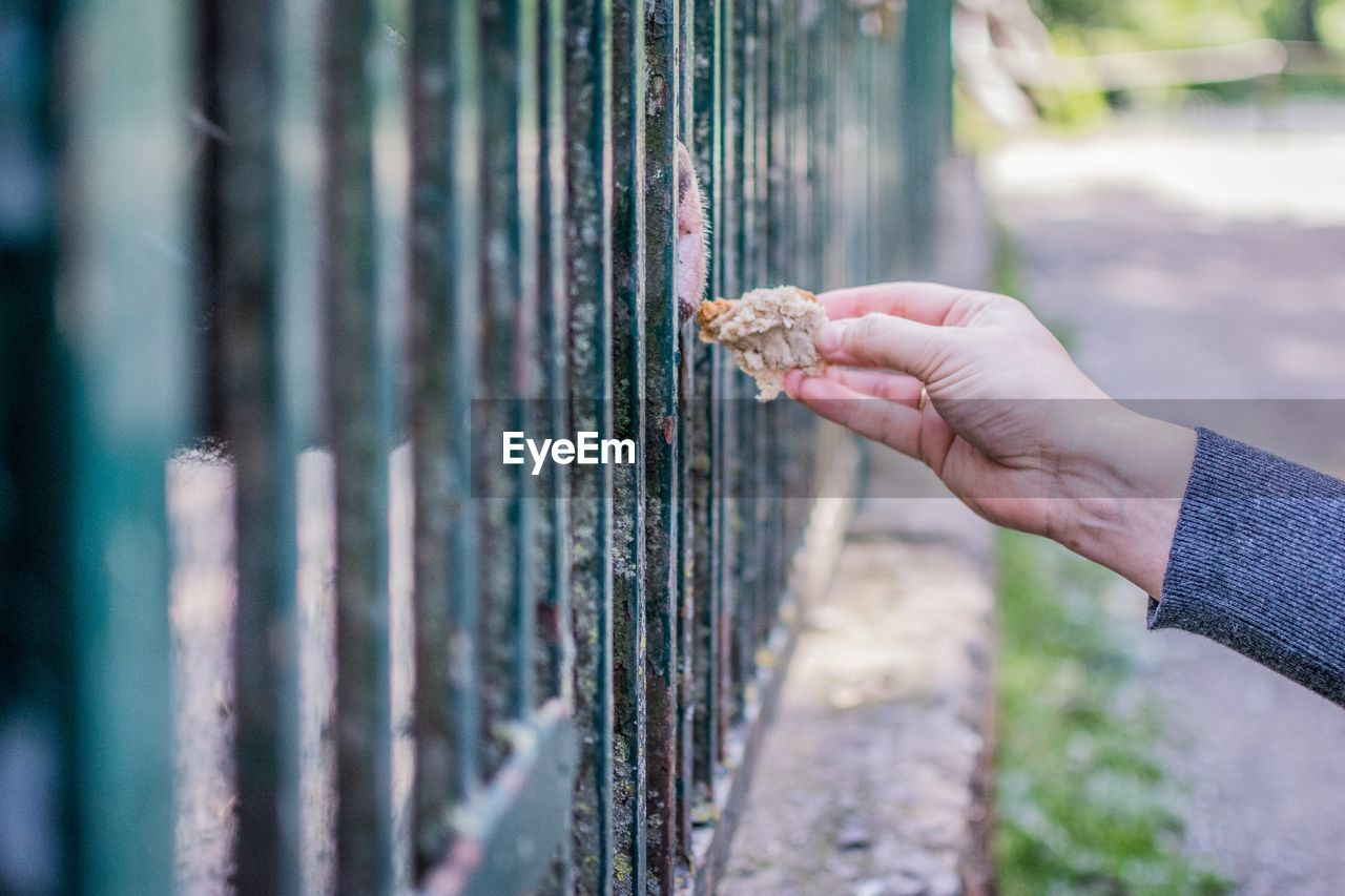 Close-up of woman hand with piece of bread next to cage