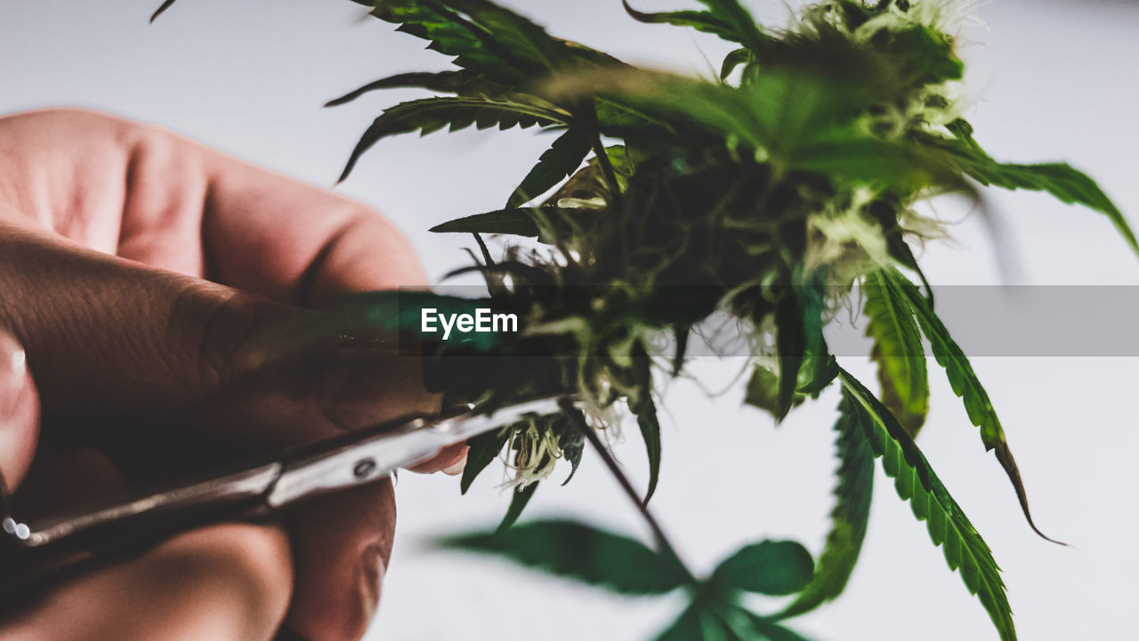 Cropped image of person holding cannabis plant at home