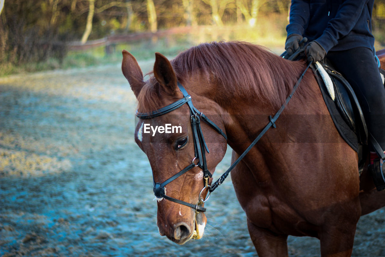 Horse riding horses