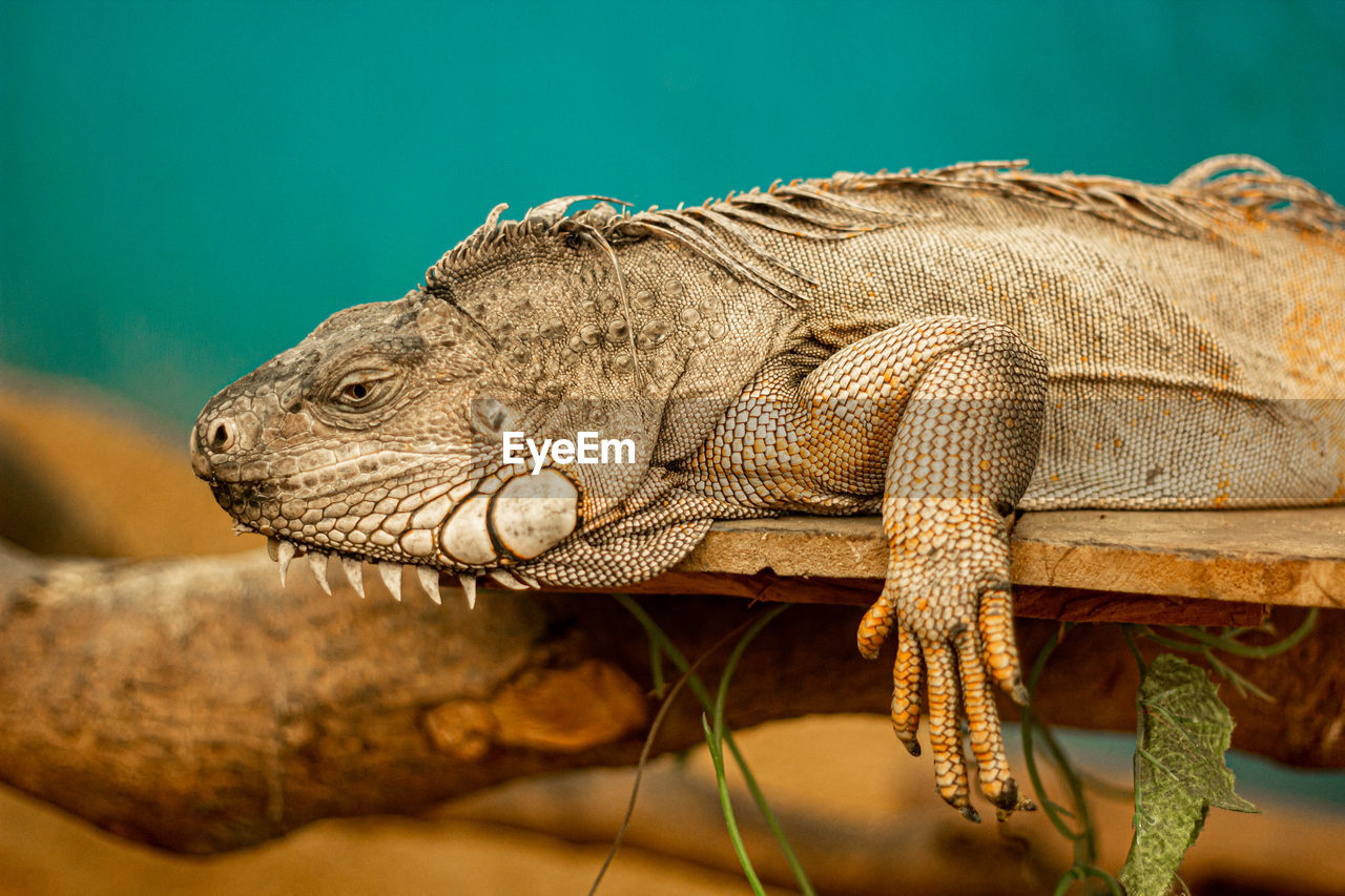 Old green iguana is a lizard reptile in the iguana family. close up in cage and see iguana scale .