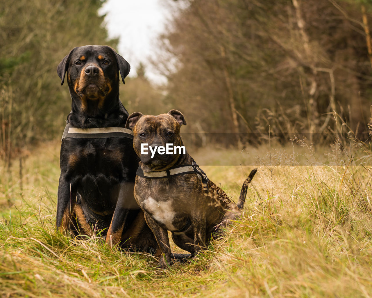 PORTRAIT OF DOG ON GRASS