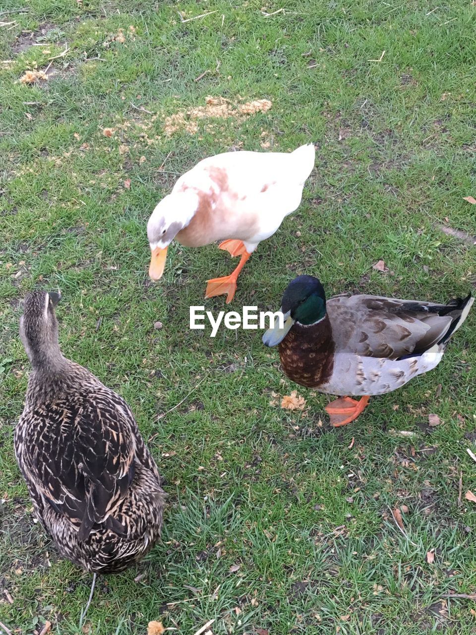 High angle view of ducks on grassy field