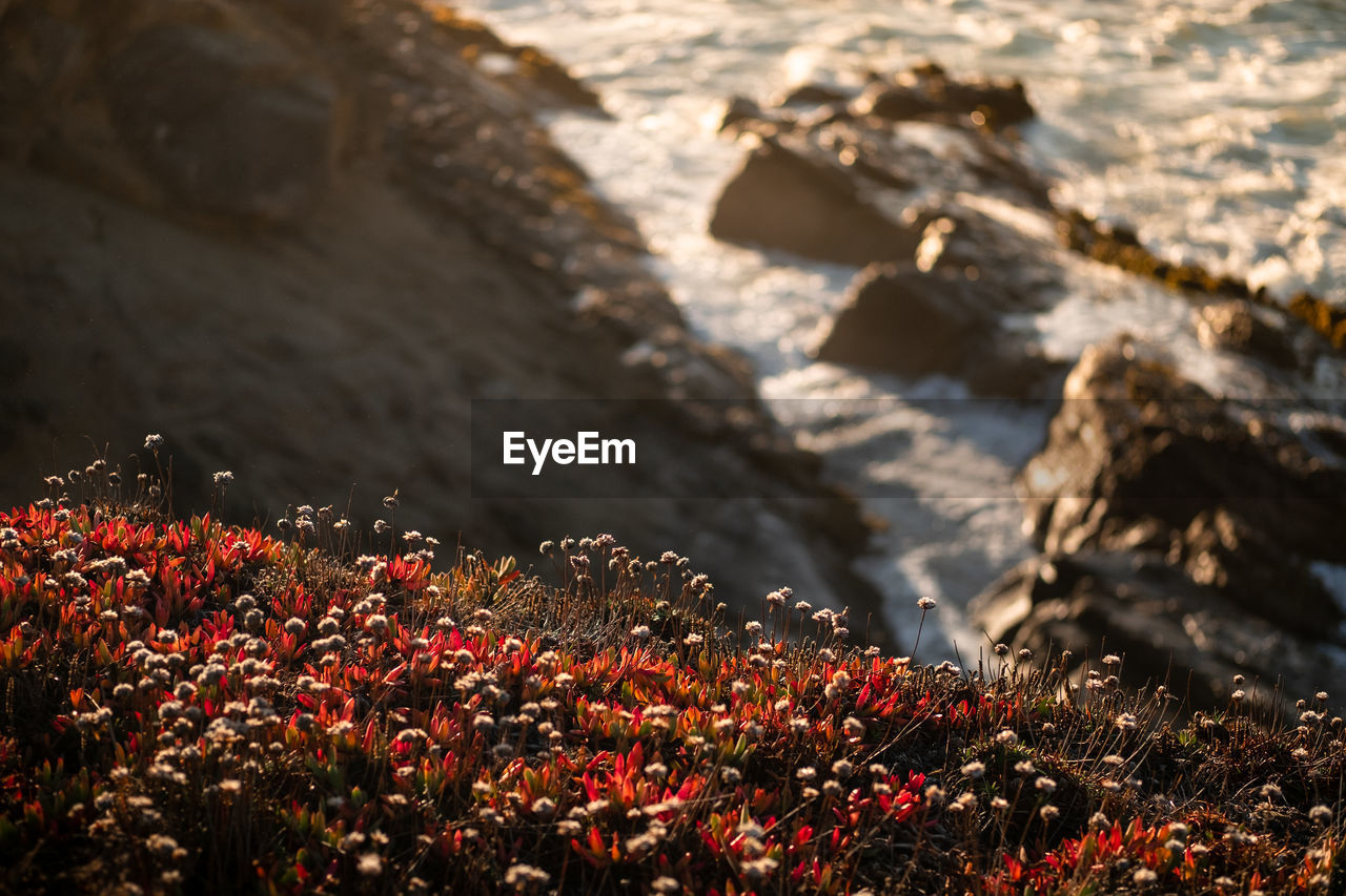 Close-up of flowering plants on rocks by sea