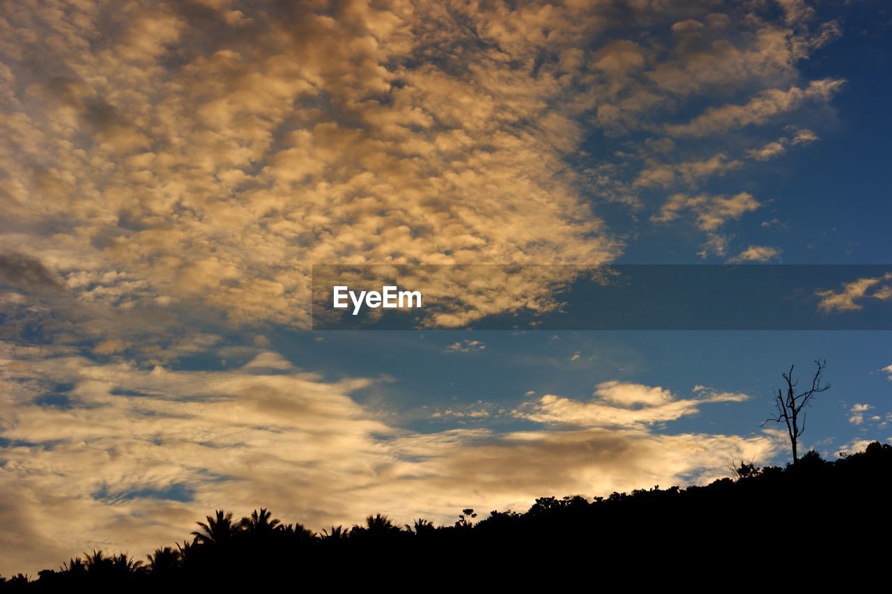 LOW ANGLE VIEW OF SILHOUETTE TREES AGAINST SUNSET SKY